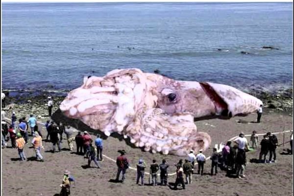 Зайти на кракен без тора